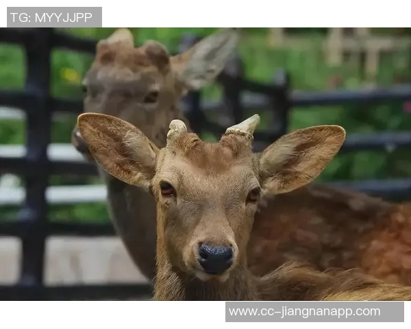 记者分析无字鹿获胜背后的深远意义彰显雄鹿实力不容忽视